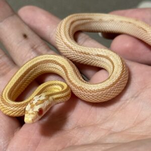 奶油直線玉米蛇 - 母 (ng)