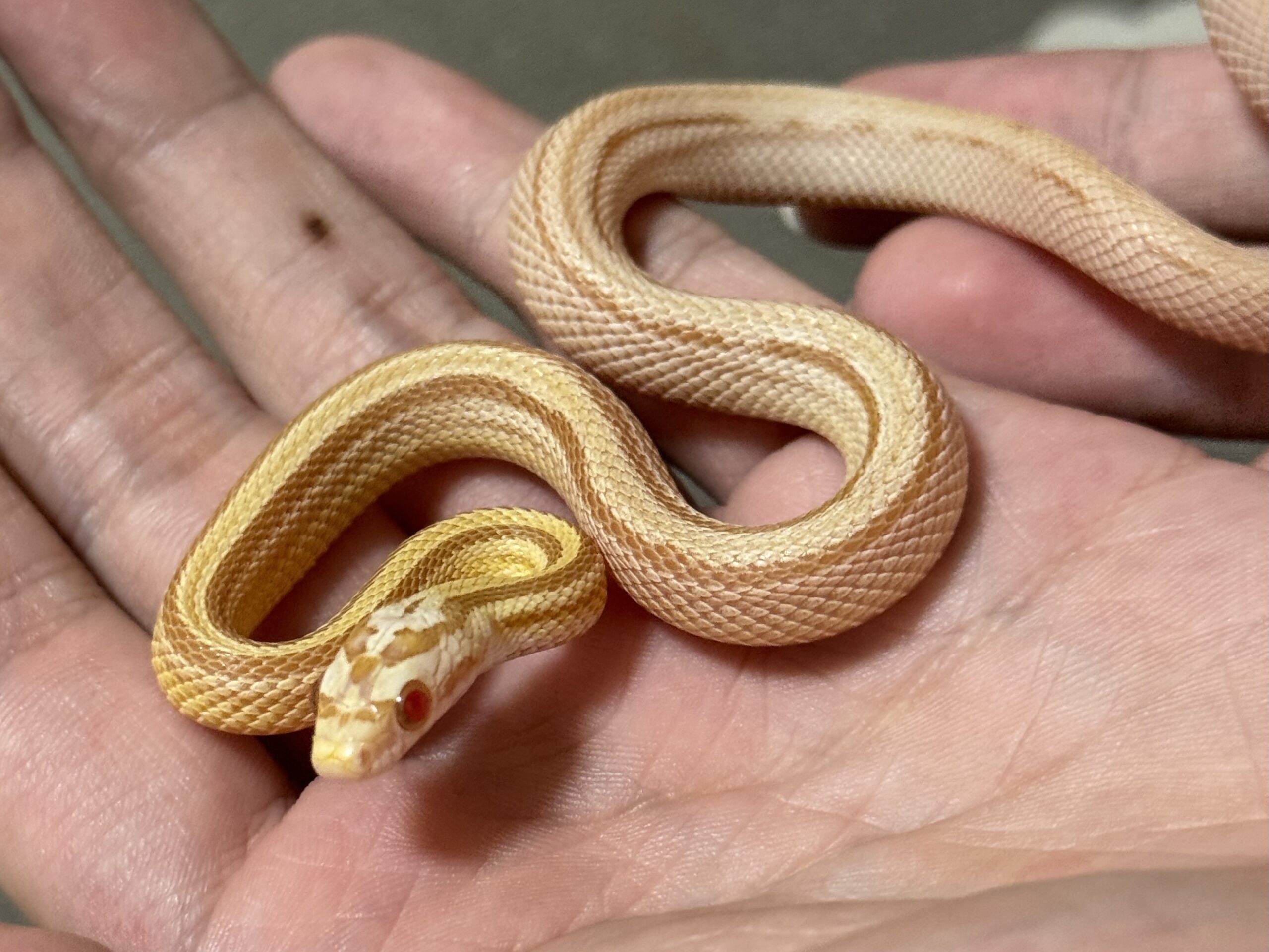 奶油直線玉米蛇 - 母 (ng)