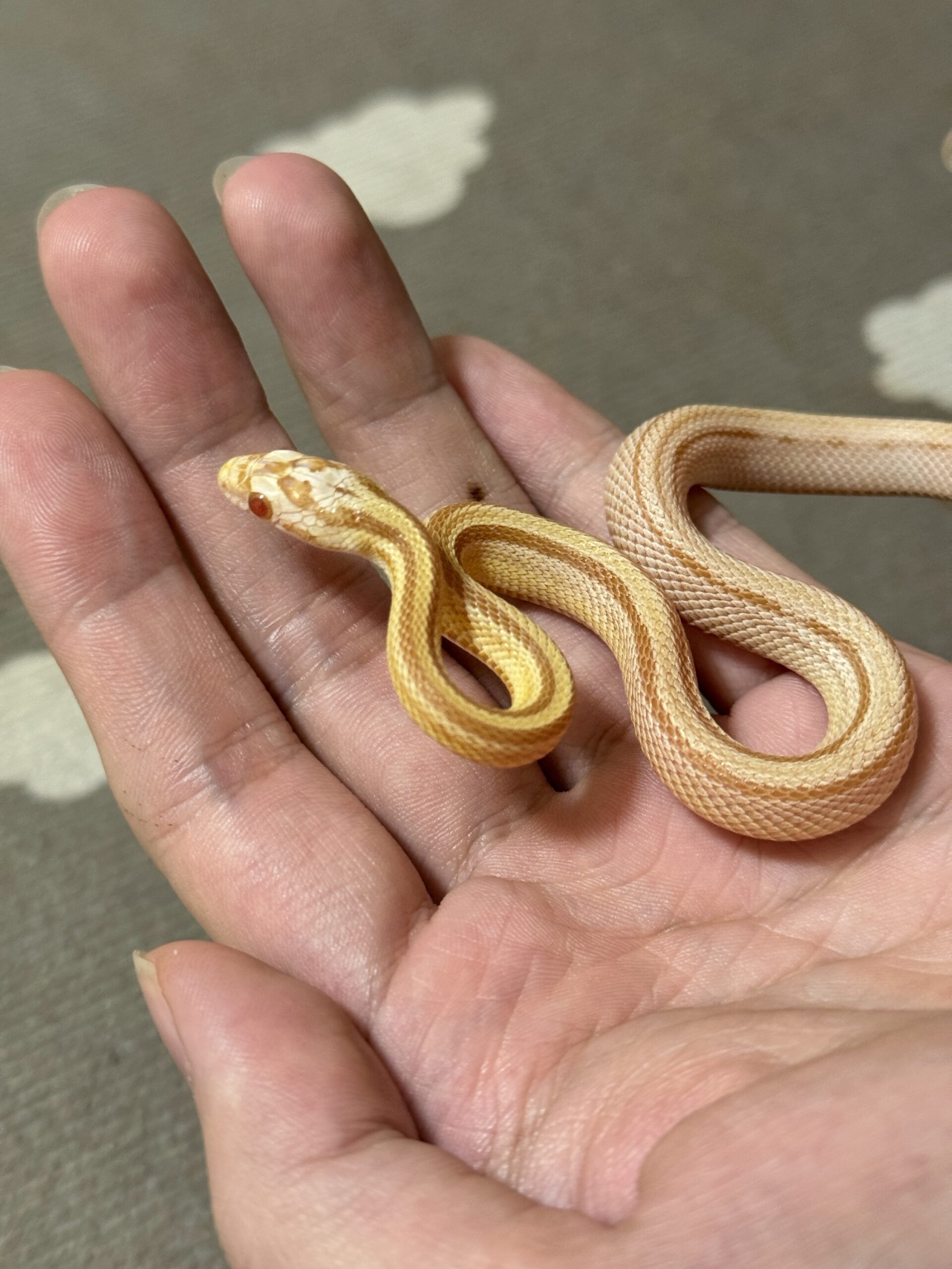 奶油直線玉米蛇 - 母 (ng):圖片 2