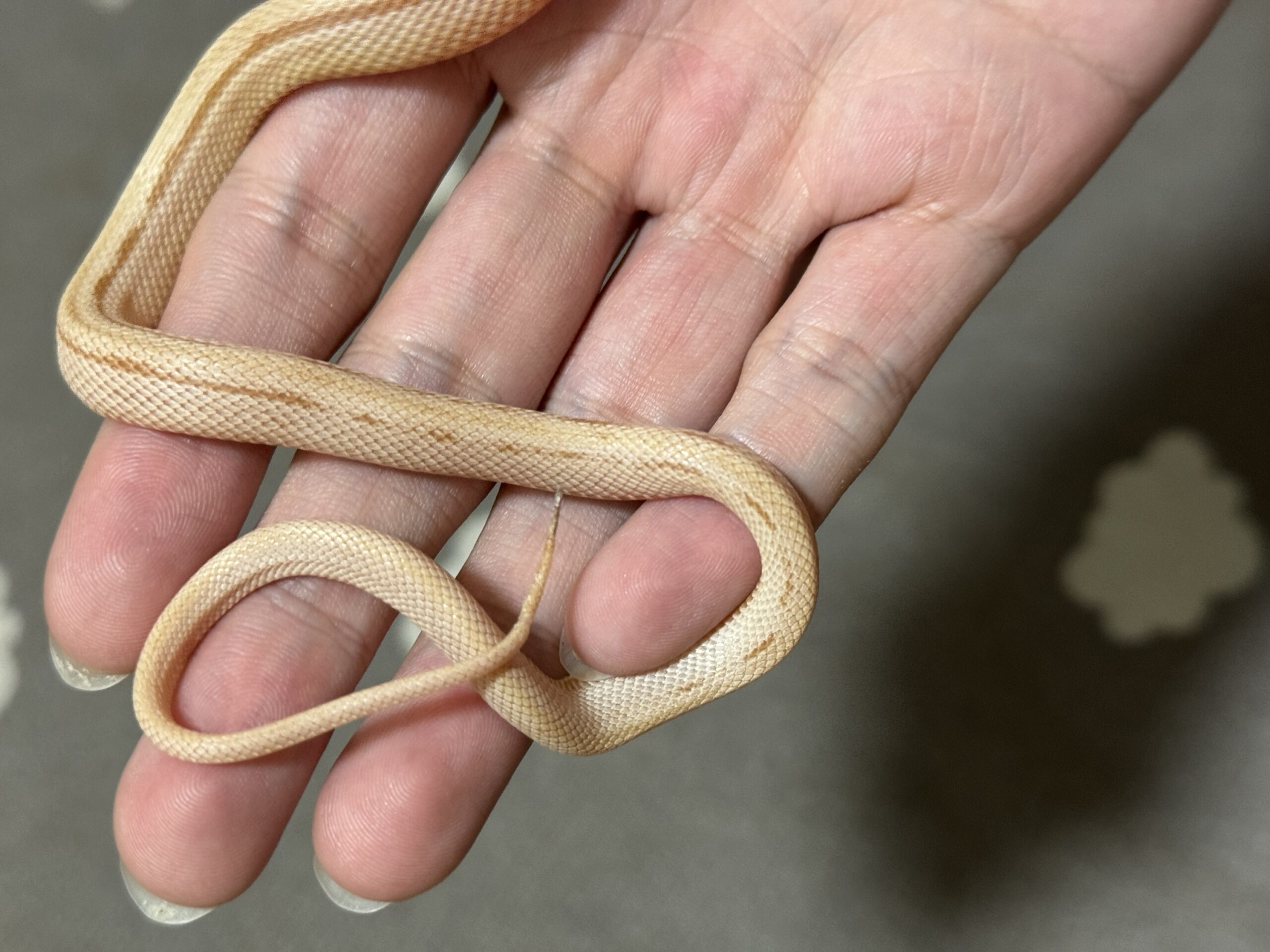 奶油直線玉米蛇 - 母 (ng):圖片 4