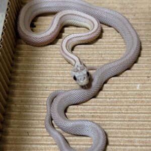 幽靈直線玉米蛇 - 母