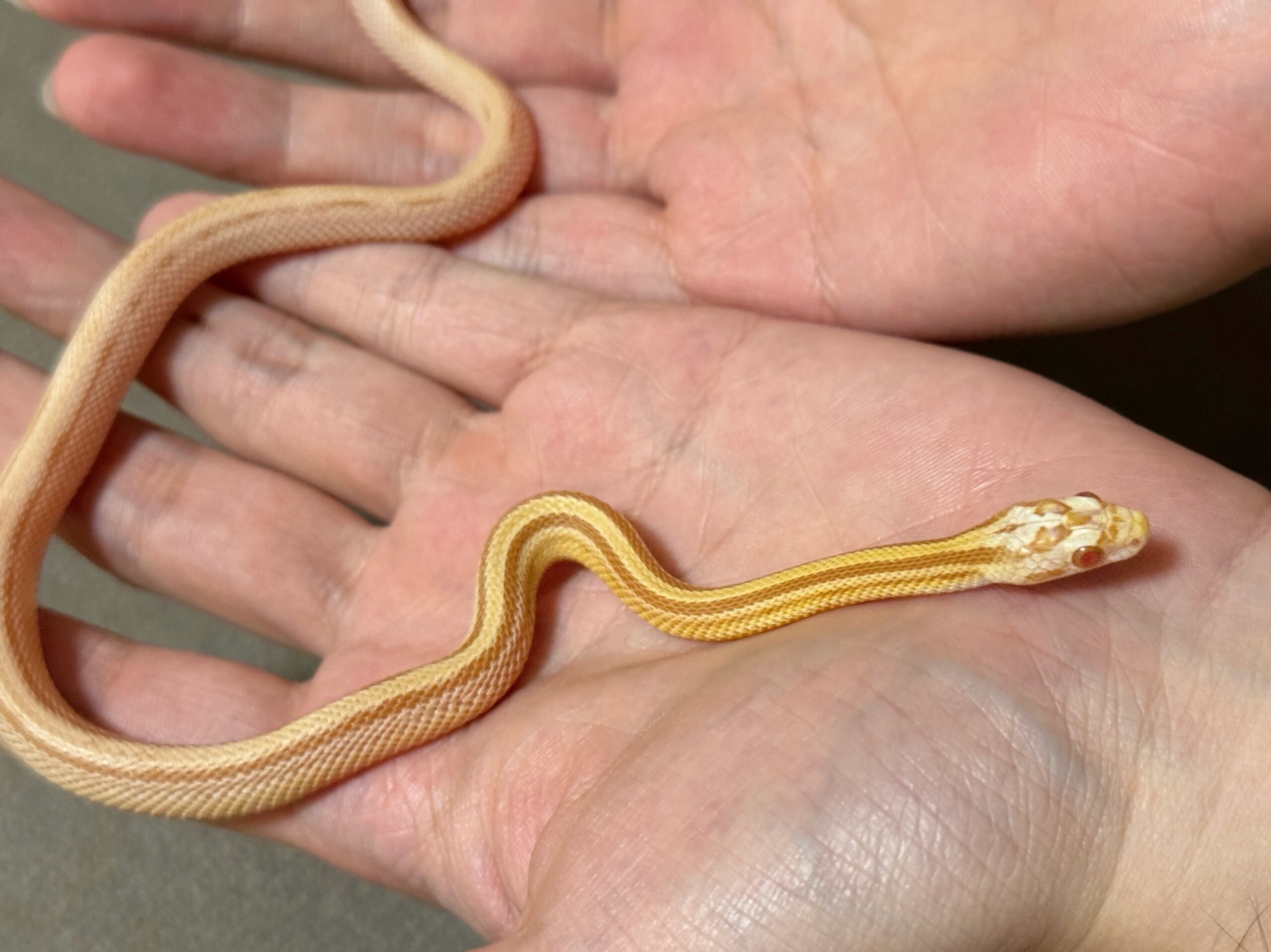 奶油直線玉米蛇 - 母 (ng):圖片 3