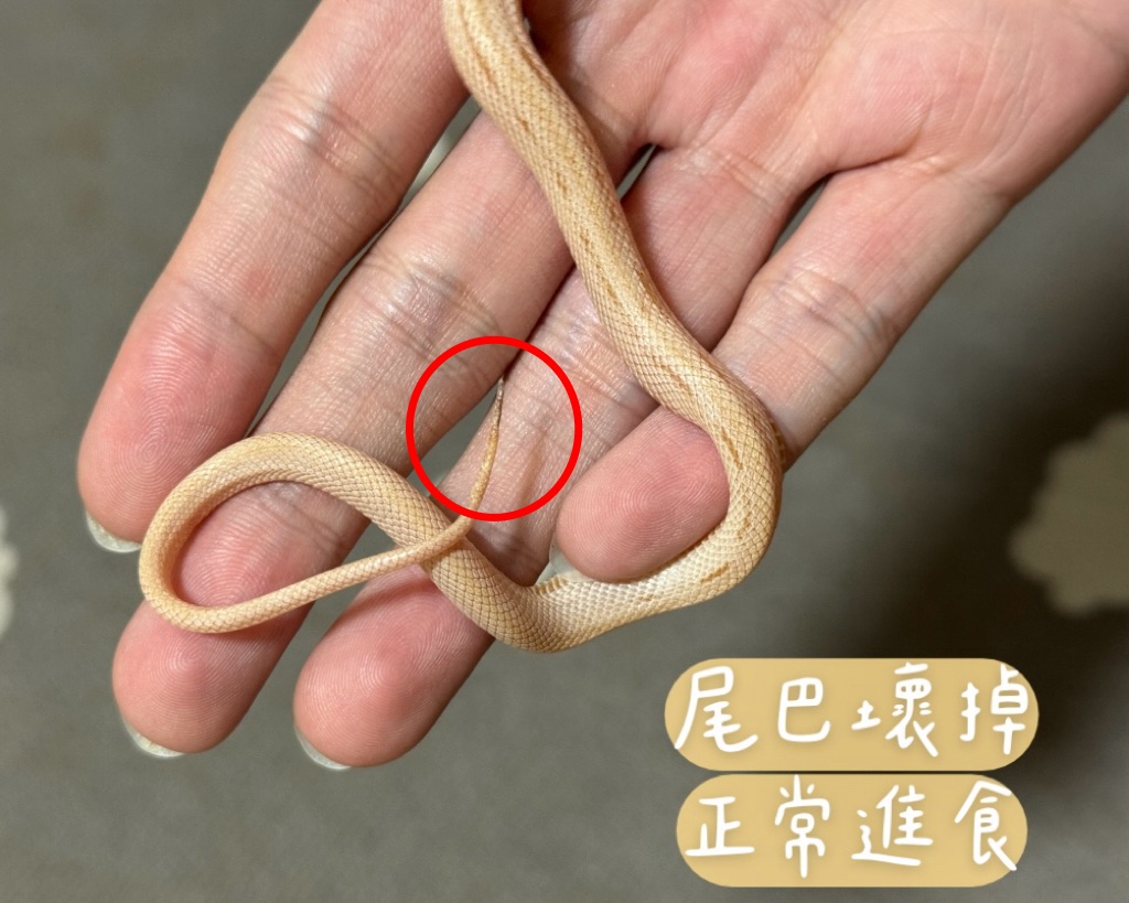 奶油直線玉米蛇 - 母 (ng):圖片 5