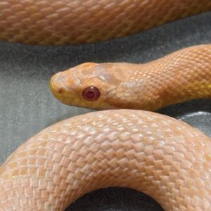 鮭魚雪白玉米蛇 - 公