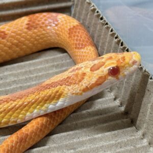 白化直線甜甜圈玉米蛇