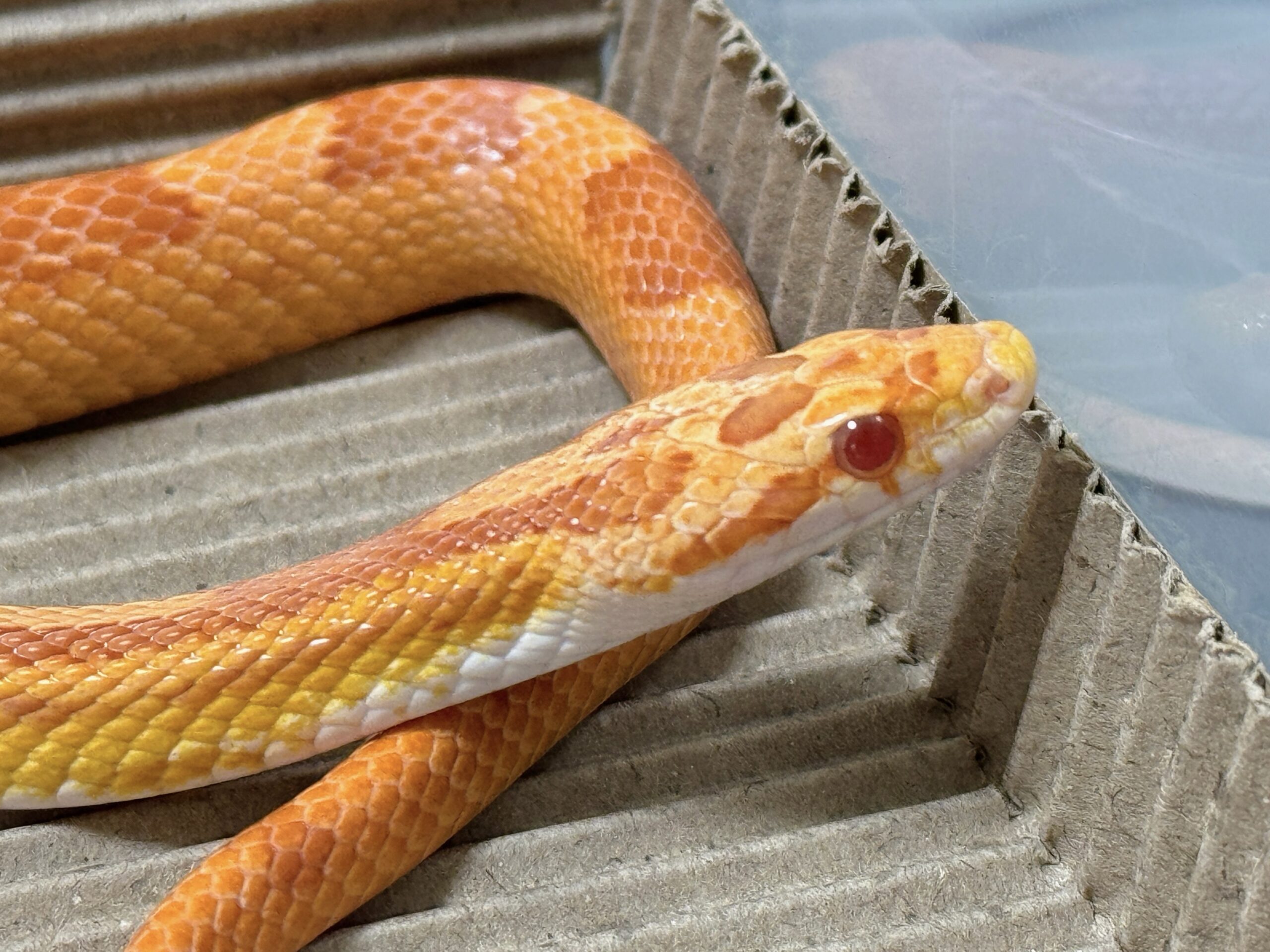 白化直線甜甜圈玉米蛇