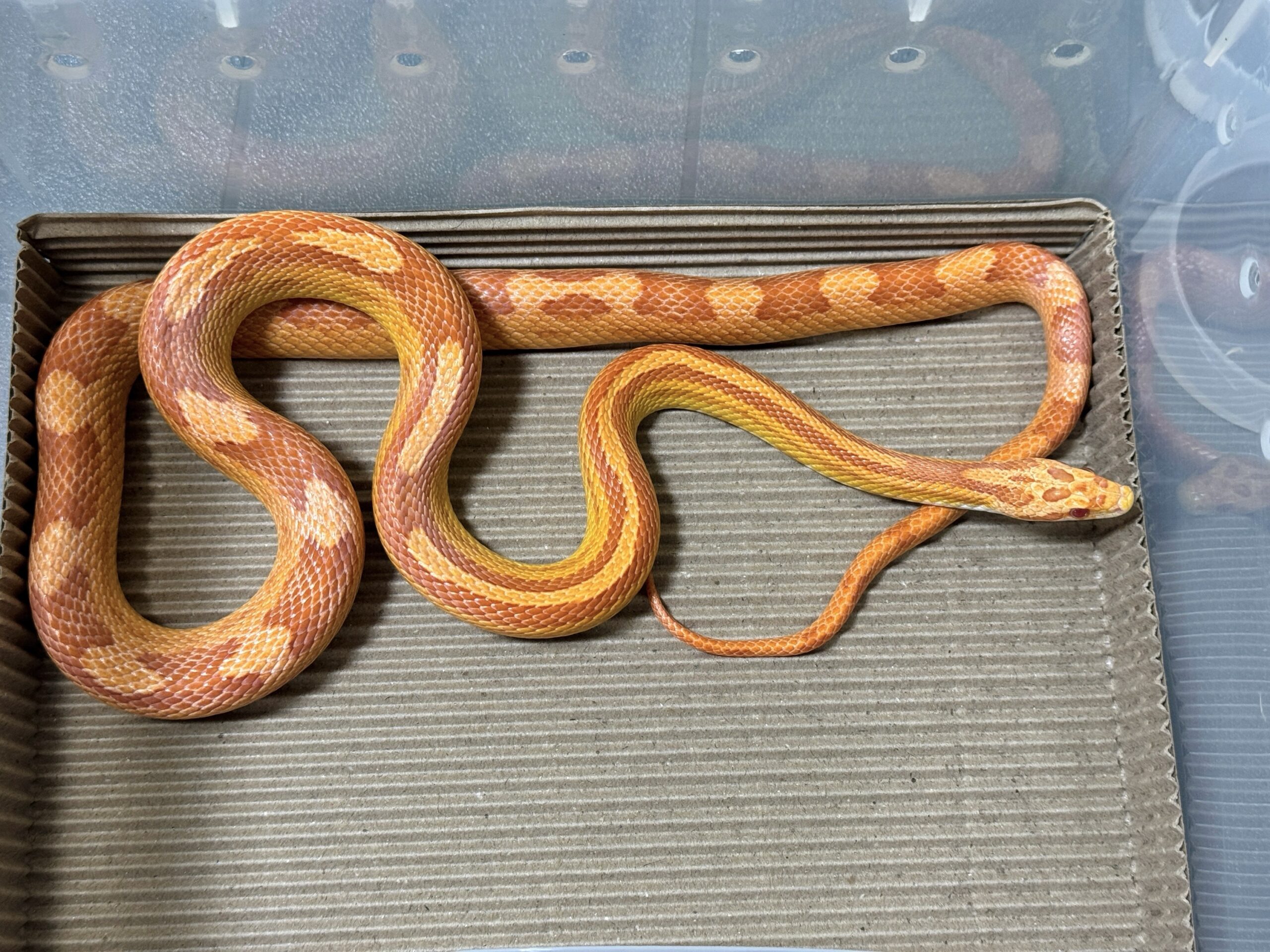 白化直線甜甜圈玉米蛇:圖片 2