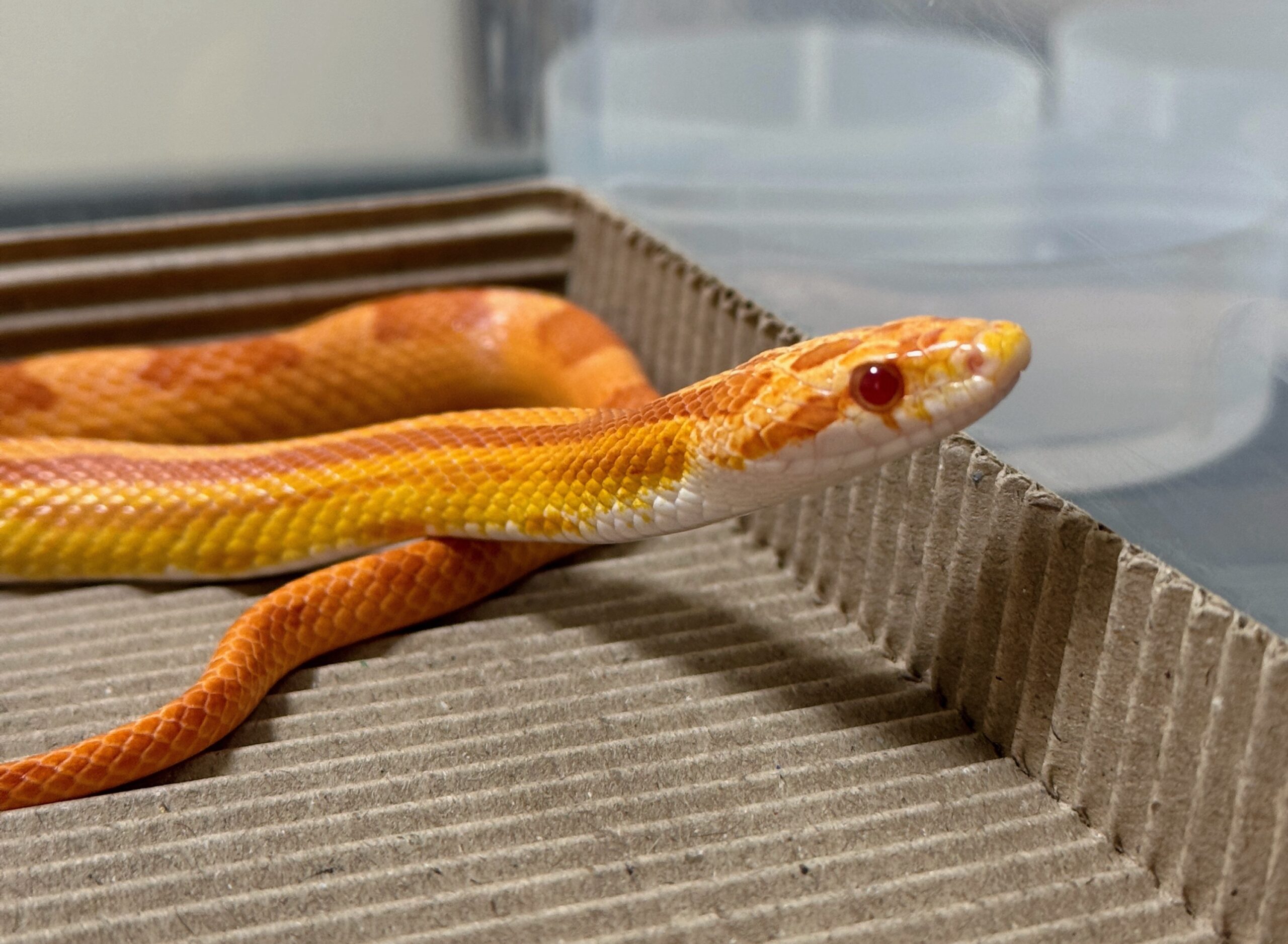 白化直線甜甜圈玉米蛇:圖片 3