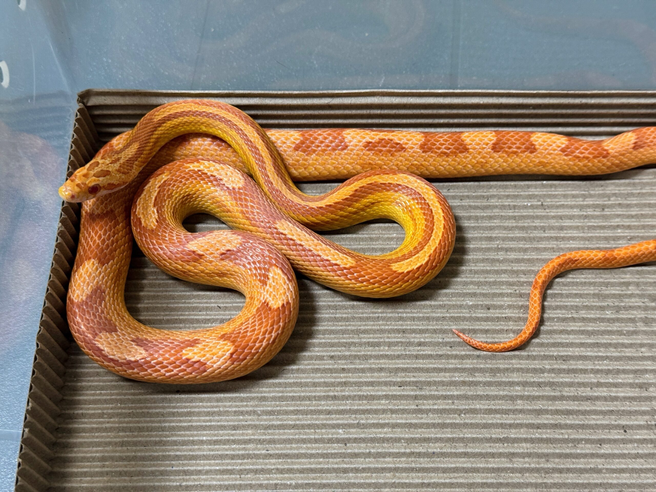 白化直線甜甜圈玉米蛇:圖片 4