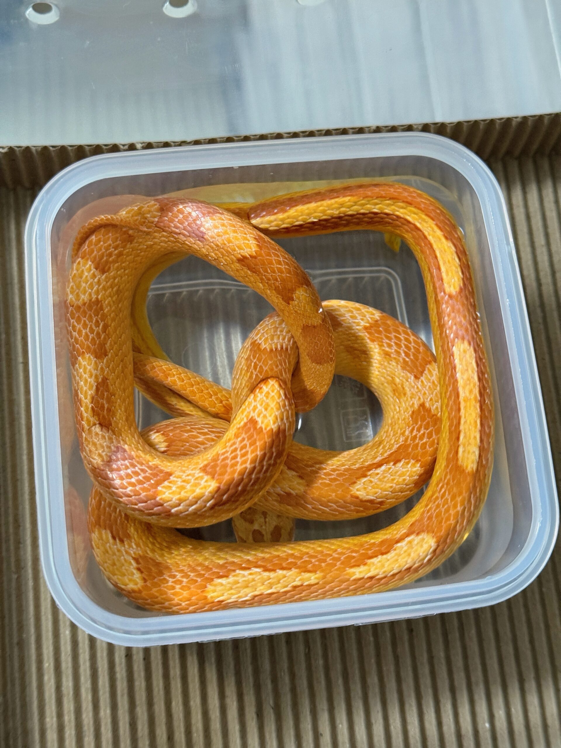 白化直線甜甜圈玉米蛇:圖片 5