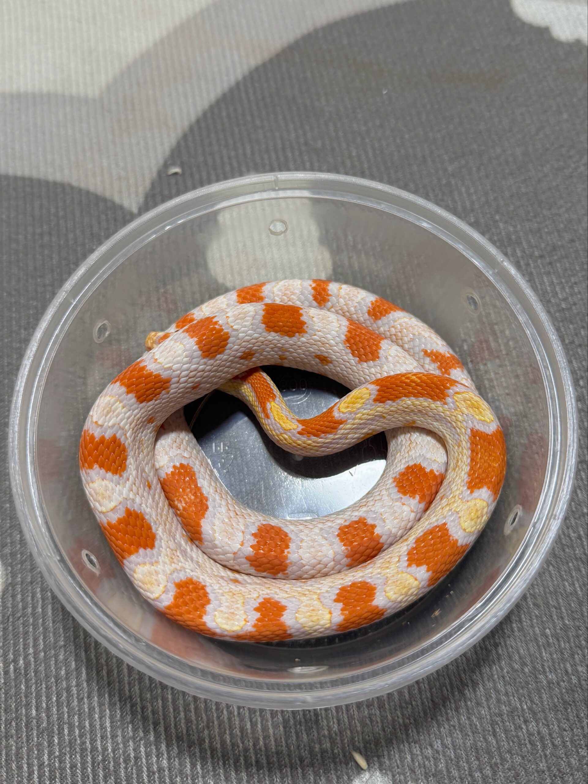 高白反歐玉米蛇:圖片 2