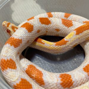 高白反歐玉米蛇