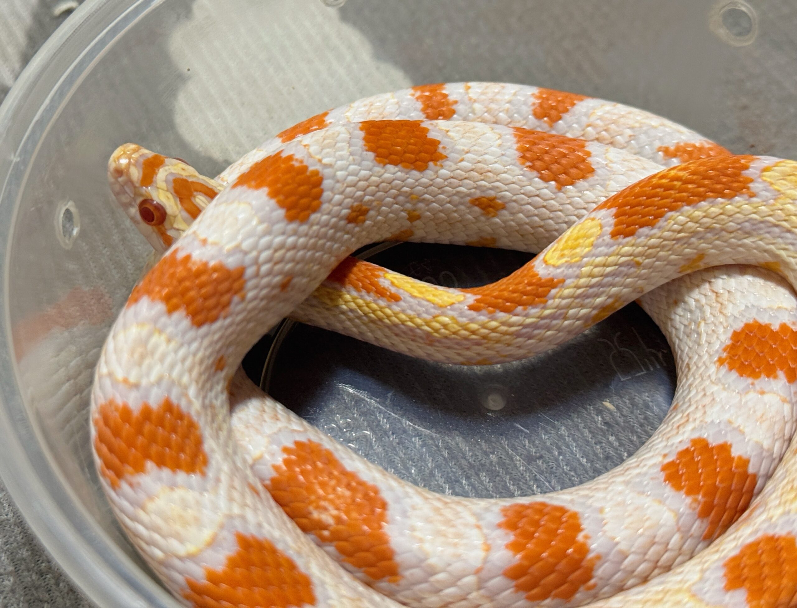 高白反歐玉米蛇