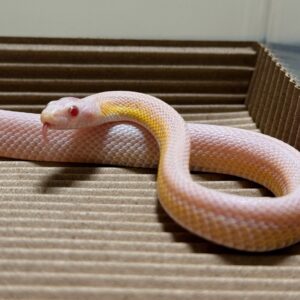 RF雪白直線玉米蛇 - 母