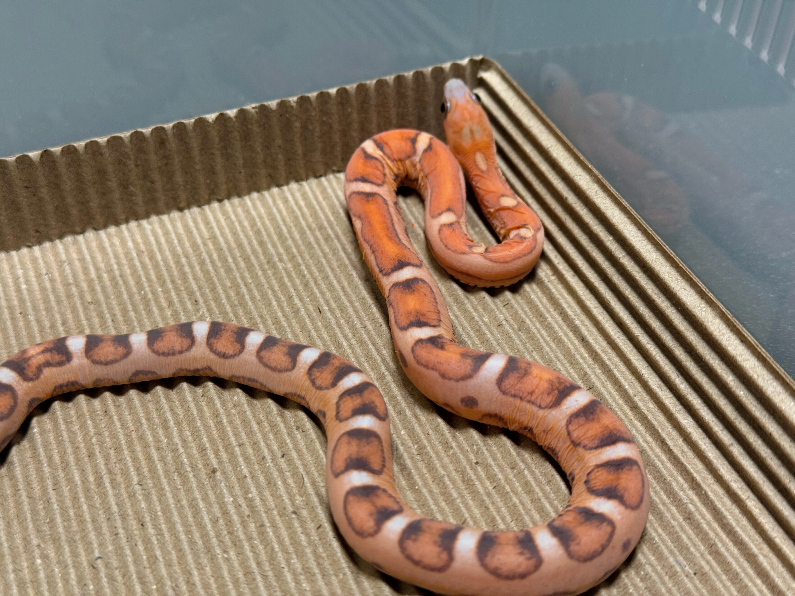 原色無鱗玉米蛇 - 母:圖片 4