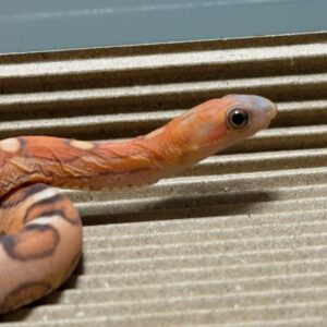 原色無鱗玉米蛇 - 母