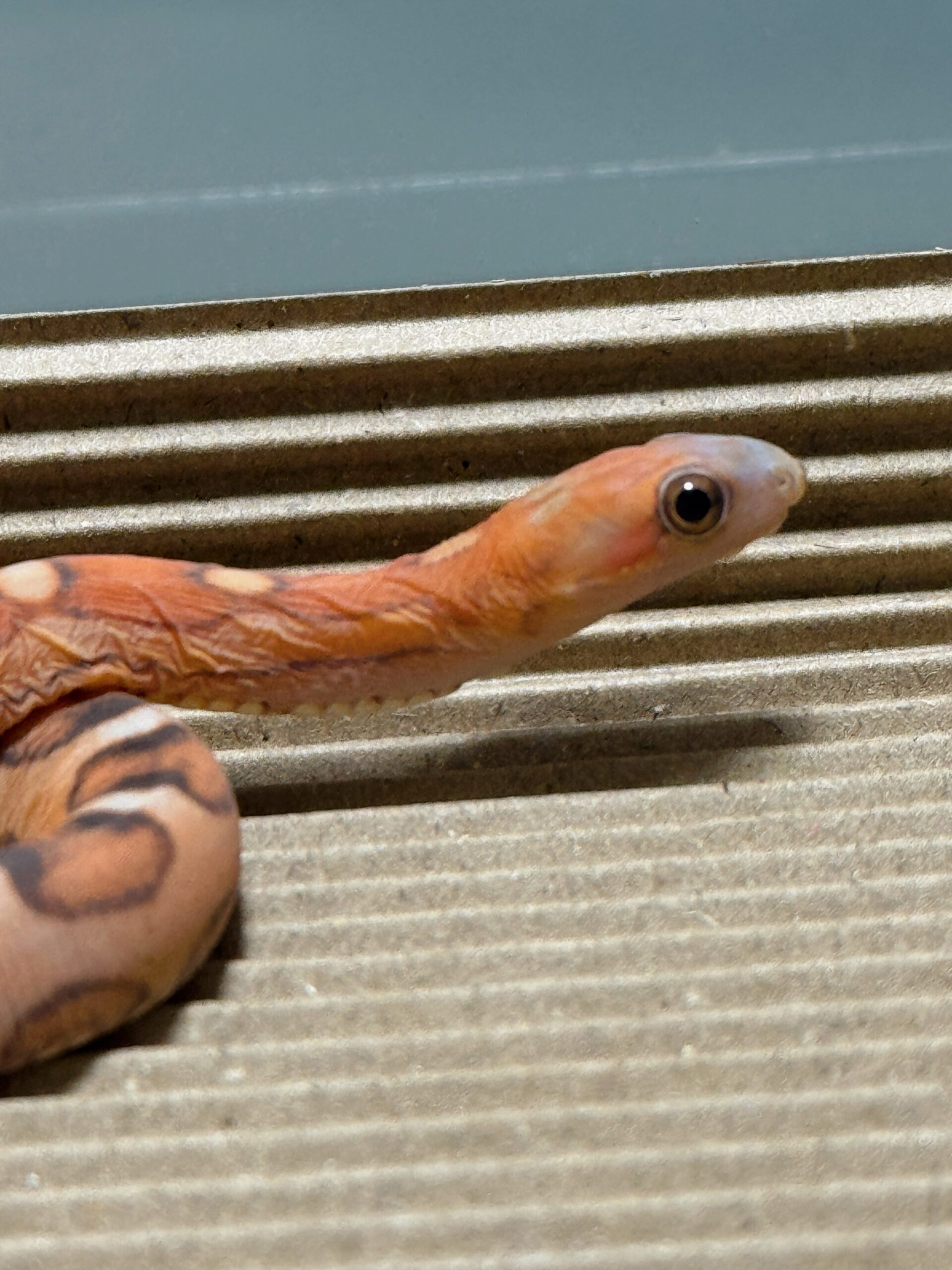 原色無鱗玉米蛇 - 母