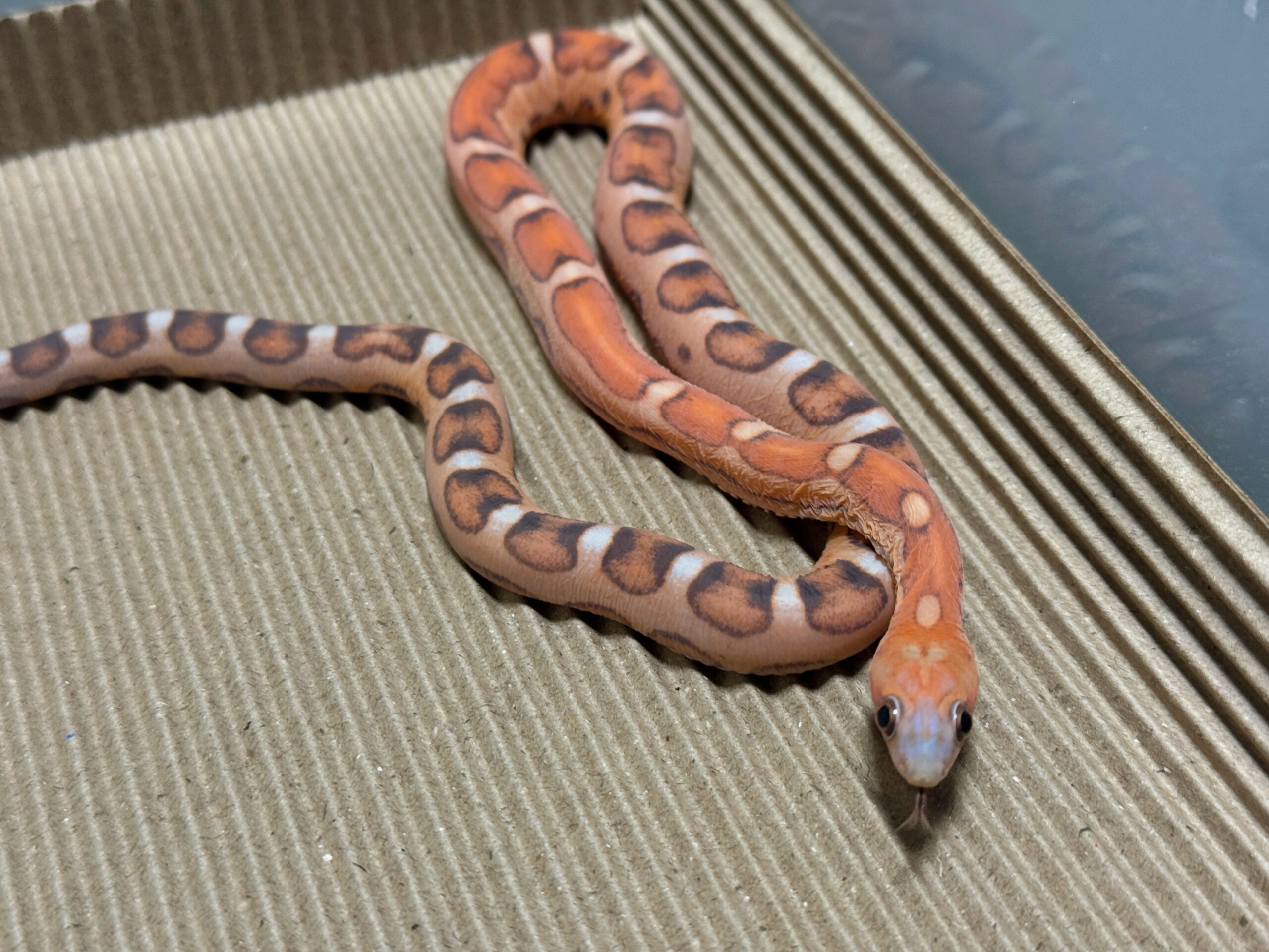 原色無鱗玉米蛇 - 母:圖片 2