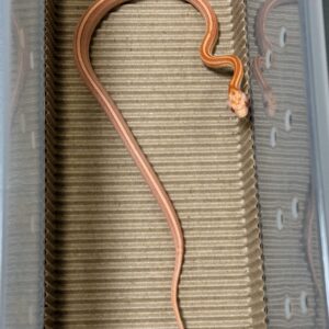 白化直線泰莎玉米蛇 - 公