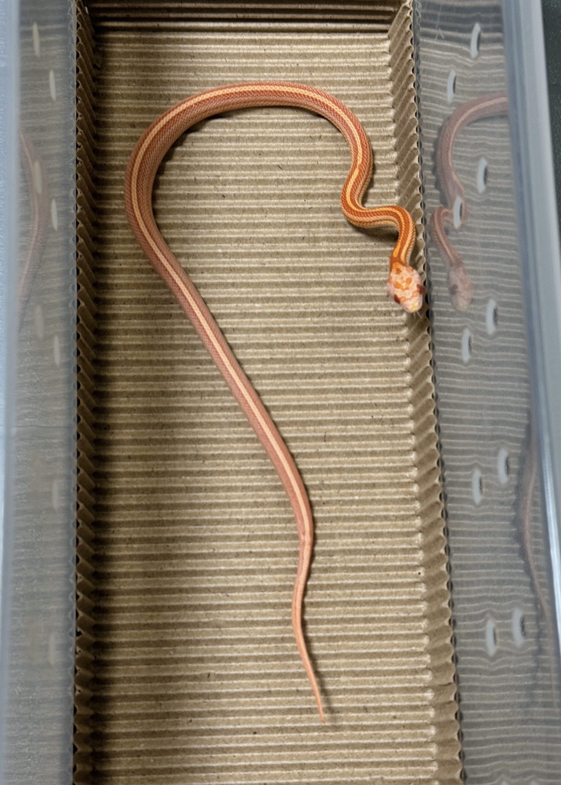 白化直線泰莎玉米蛇 - 公