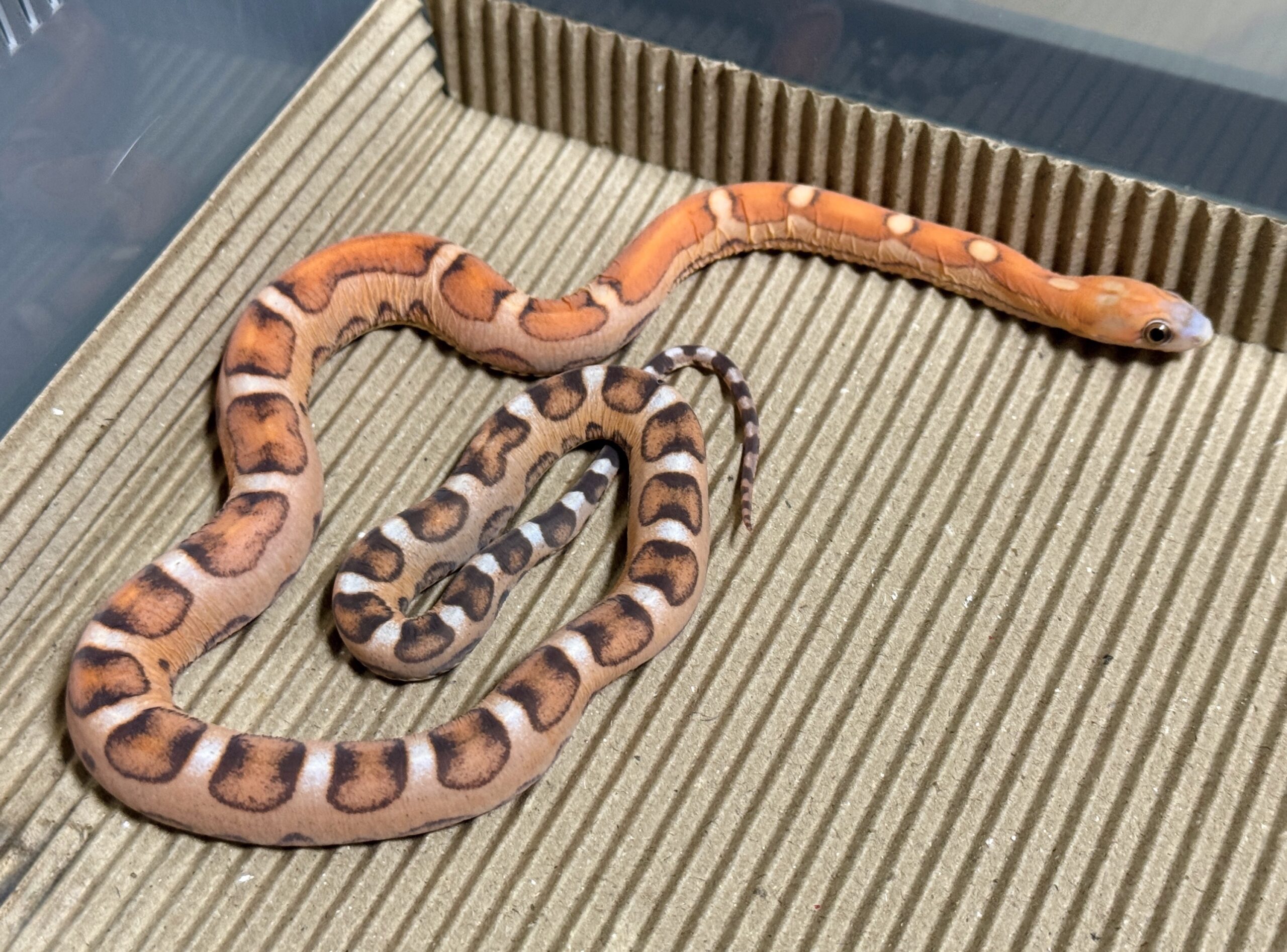 原色無鱗玉米蛇 - 母:圖片 3