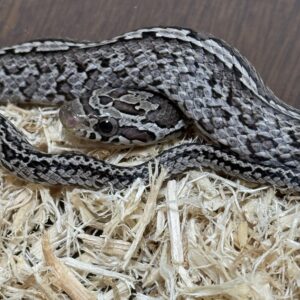 花崗岩泰莎玉米蛇 - 公