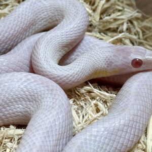 暴風雪玉米蛇 - 母