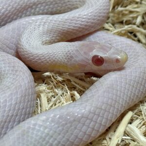 暴風雪玉米蛇 - 母