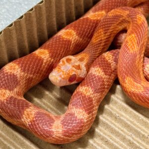 火焰玉米蛇 - 公