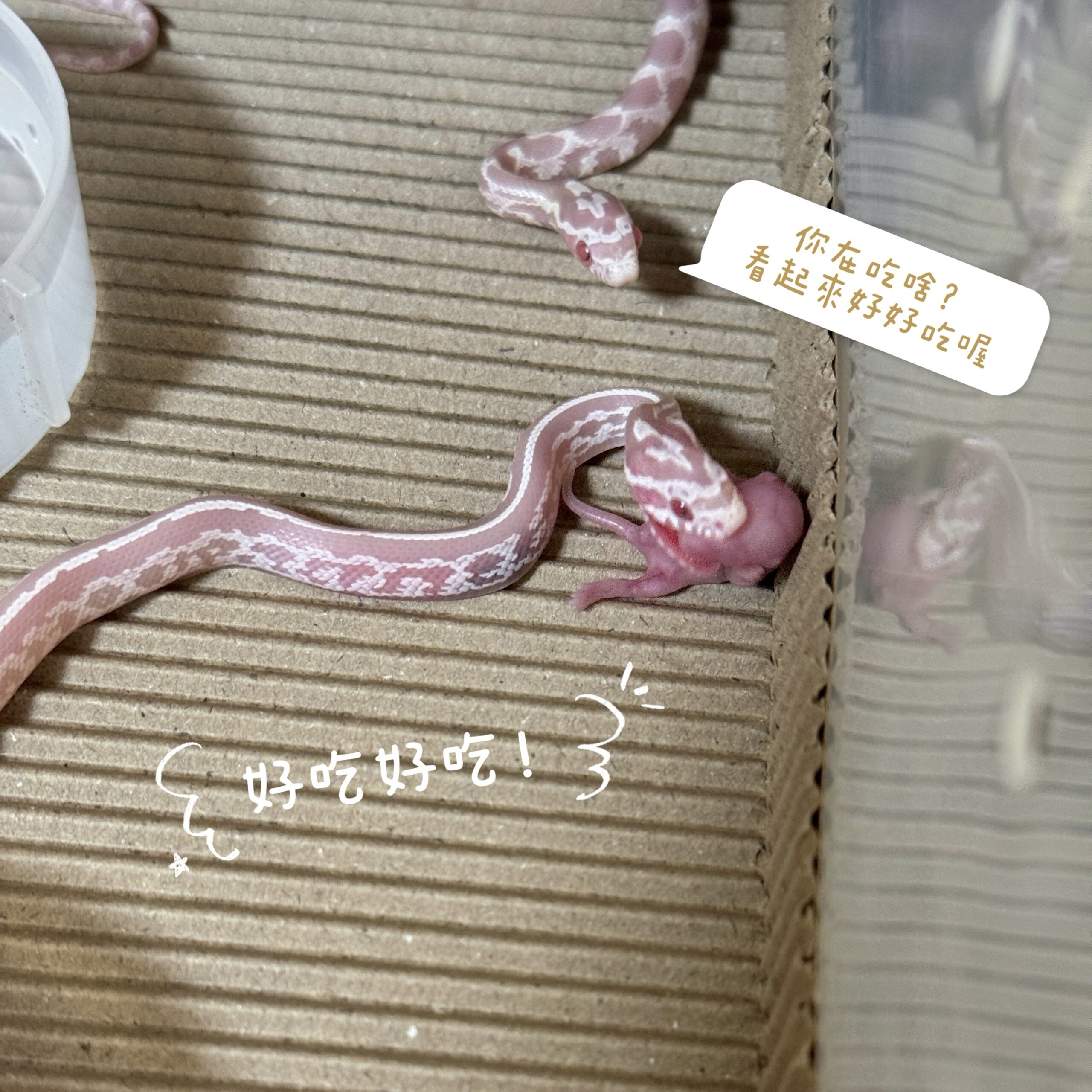 雪白泰莎玉米蛇 多隻可選:圖片 9