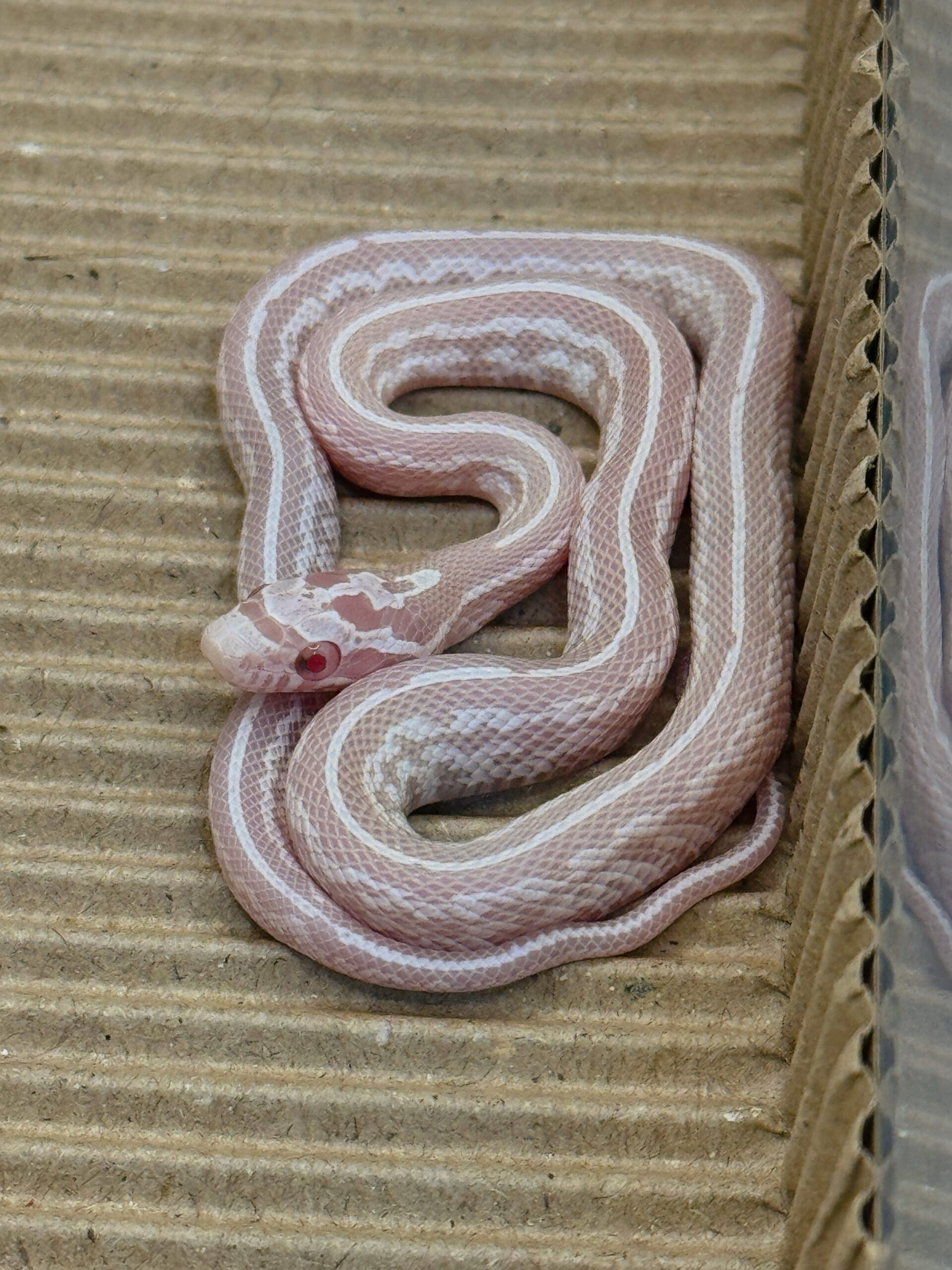 雪白泰莎玉米蛇 多隻可選:圖片 4