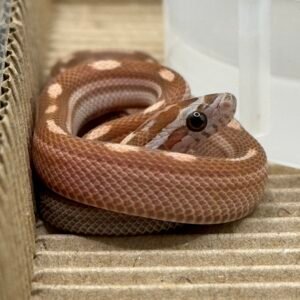薰衣草直線甜甜圈玉米蛇het碳黑 多隻可選