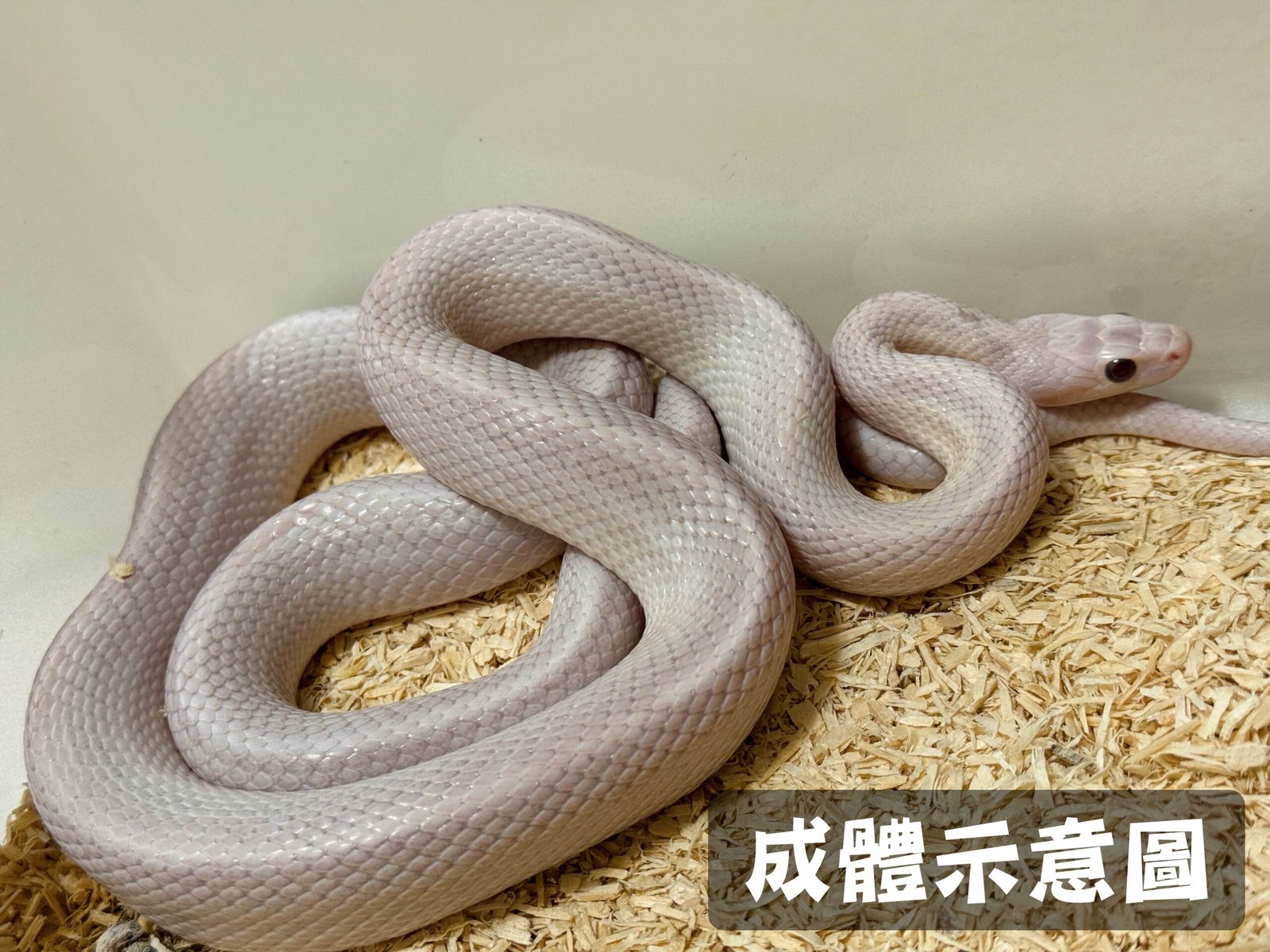 杏仁酒甜甜圈/直線甜甜圈玉米蛇 多隻可選:圖片 10