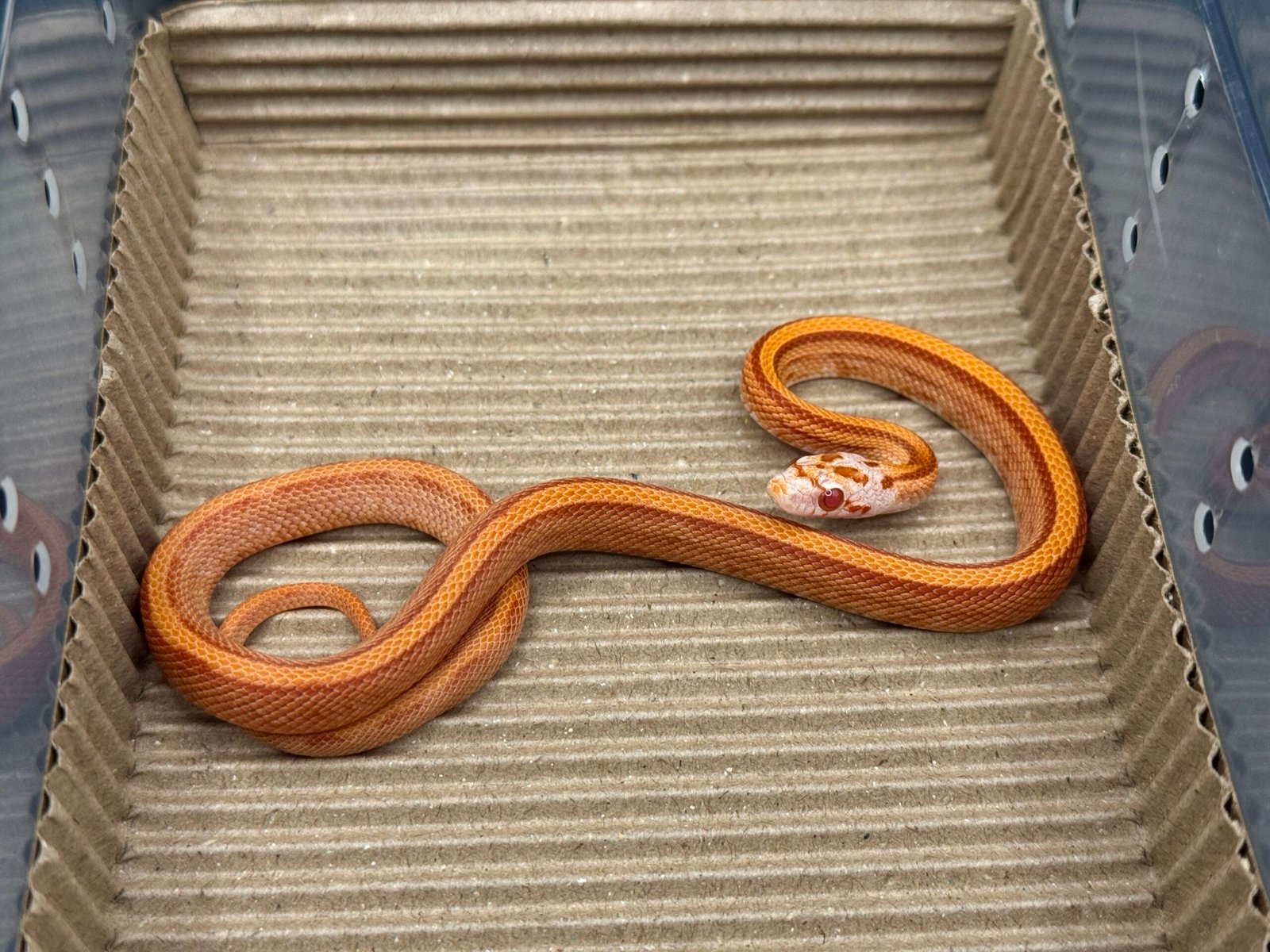 火焰直線玉米蛇 多隻可選:圖片 5