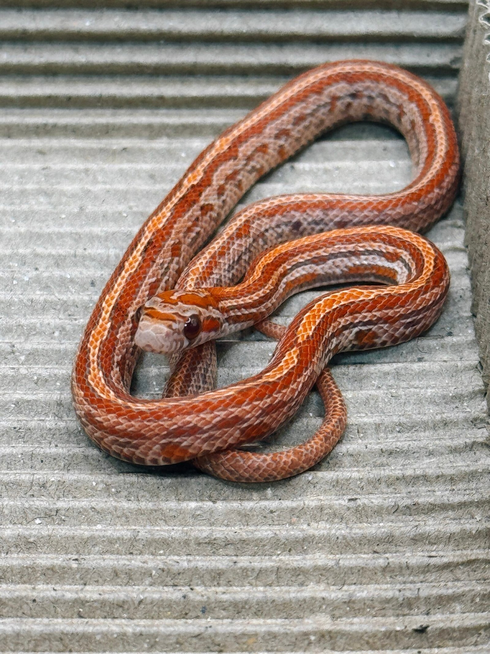 熔岩歐基提泰莎玉米蛇het紅色大衣(RC) 多隻可選:圖片 3