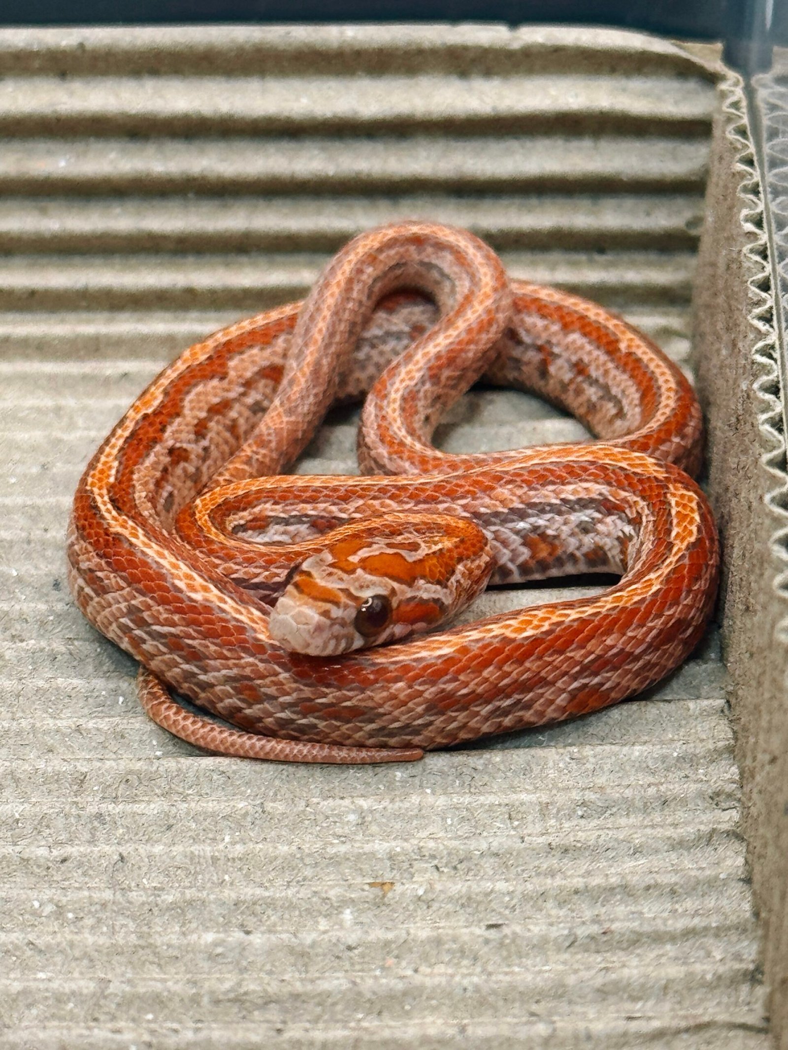 熔岩歐基提泰莎玉米蛇het紅色大衣(RC) 多隻可選:圖片 5