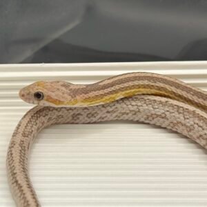 RF超白化碳黑玉米蛇 - 公