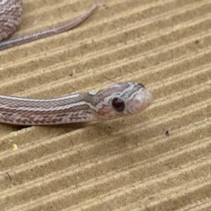 月光石泰莎玉米蛇 het 白化 50%海波 焦糖 - 公