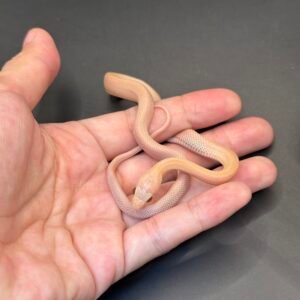 海波薰衣草直線玉米蛇 - 公 (輕微NG)