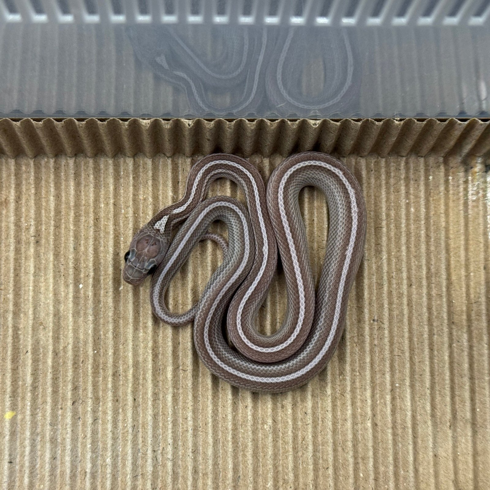 木炭甜甜圈泰莎玉米蛇:圖片 5